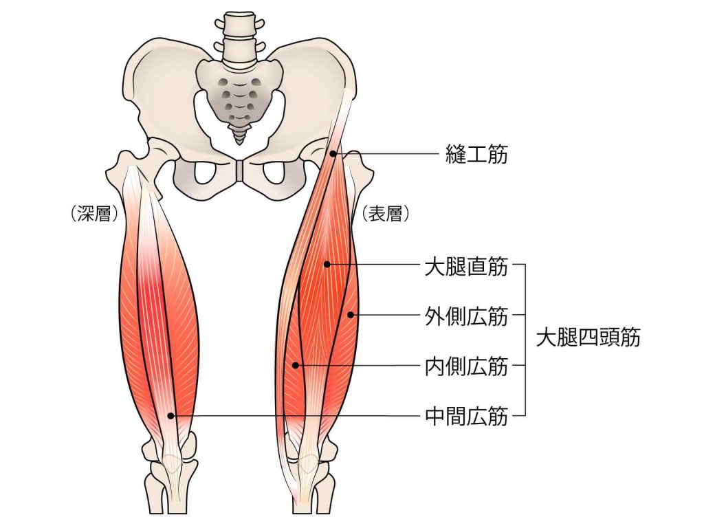 膝の内側の痛みの原因縫工筋の位置