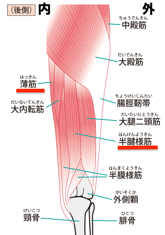 膝の内側の痛みの原因は薄筋